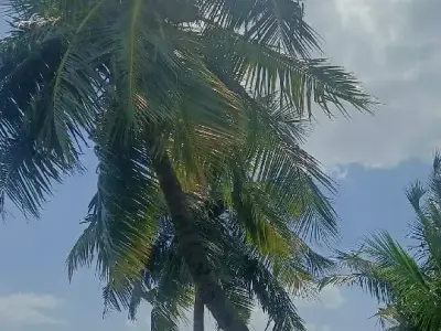 વાડી વેચવાની છે વાડી વેચવાની છે