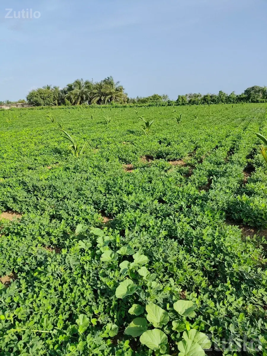 Talala 8 Bigha Fertile Farm Land Sale - જમીન અને પ્લોટ - તલાલા - Image 2