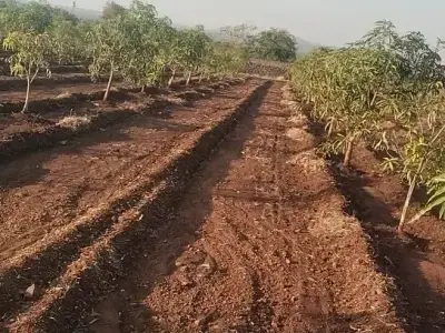 બગીચા વાળી જમીન વેચવા ની છે બગીચા વાળી જમીન વેચવા ની છે