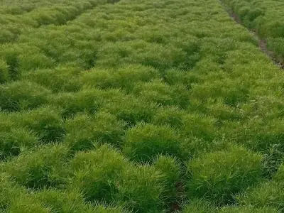 Fertile Green Agricultural Land Plot Fertile Green Agricultural Land Plot
