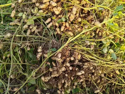 porbandar khapat porbandar khapat