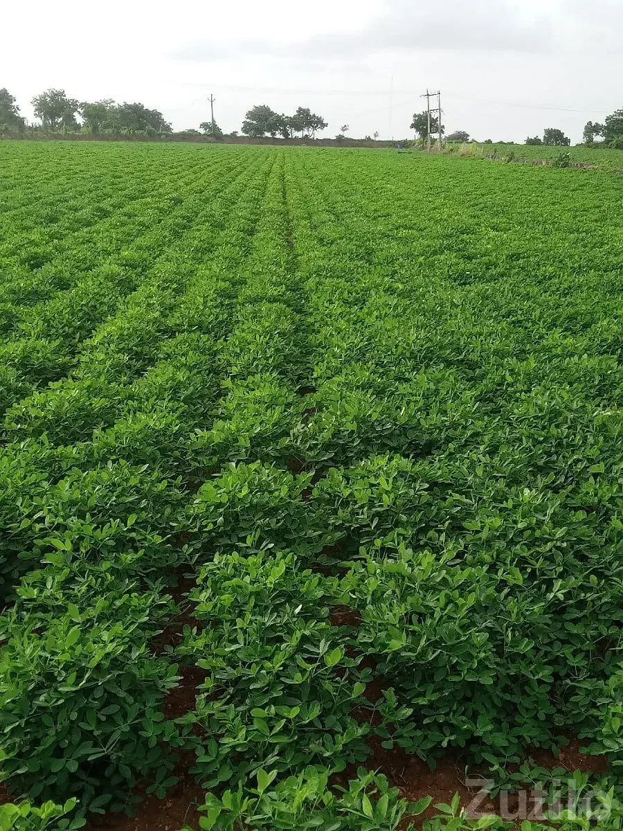 Fertile Green Farmland Plot Jamjodhpur - જમીન અને પ્લોટ - જામજોધપુર - Image 2