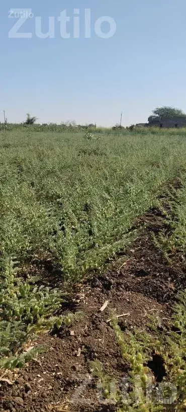 Agricultural Land with Green Gram Crop - જમીન અને પ્લોટ - મુળી - Image 2