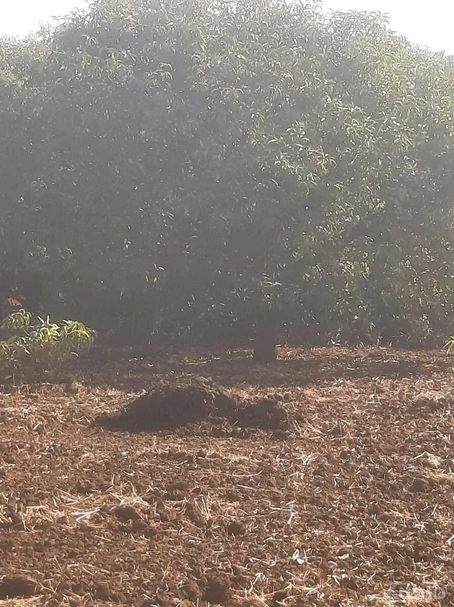 Jameen bechwani Se talala Gir ma - Land & Plots - Ahmedabad City - Image 3