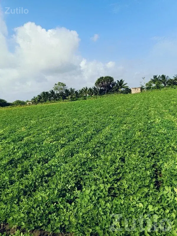 Irrigated Green Farmland for Sale - જમીન અને પ્લોટ - ઊના - Image 2