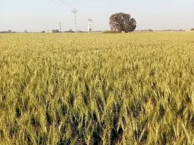 Fertile Agricultural Land in Bhanvad Fertile Agricultural Land in Bhanvad