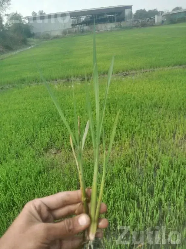 Rice Planting Labour Service Available - Labour / Helper - Olpad - Image 3