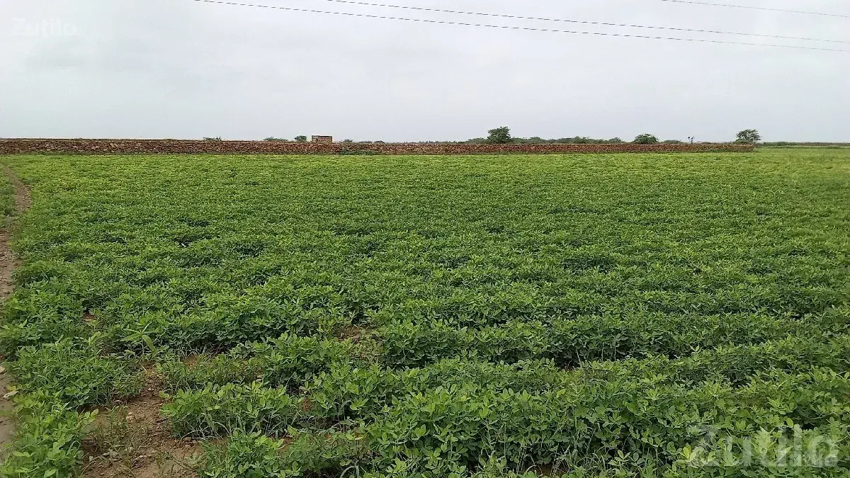 Green Agricultural Land in Salaya - Land & Plots - Salaya - Image 2