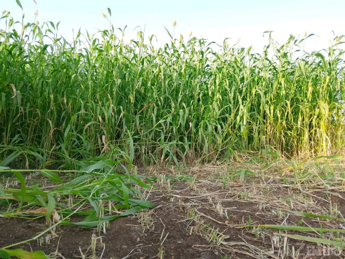 7 Bigha Agricultural Land Plot for Sale - જમીન અને પ્લોટ - ખંભાળિયા - Image 4
