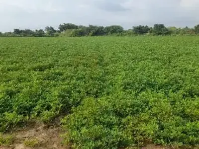 50 Vigha Fertile Green Farmland Plot Sale 50 Vigha Fertile Green Farmland Plot Sale