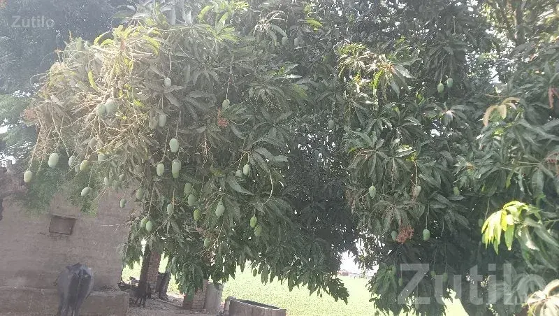 Kesar Mango Orchard Land Available - જમીન અને પ્લોટ - વિસાવદર - Image 3