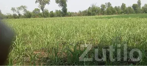 Fertile Agricultural Land in Songadh - જમીન અને પ્લોટ - સોનગઢ - Image 3