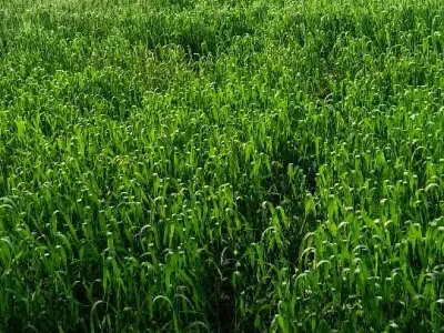 જમીન વેચવાની છેઃ જમીન વેચવાની છેઃ