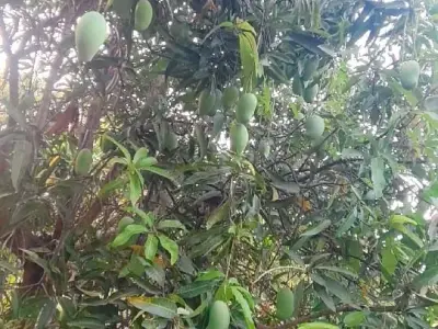 Kesar Mango Orchard Lease with 150 Trees Kesar Mango Orchard Lease with 150 Trees