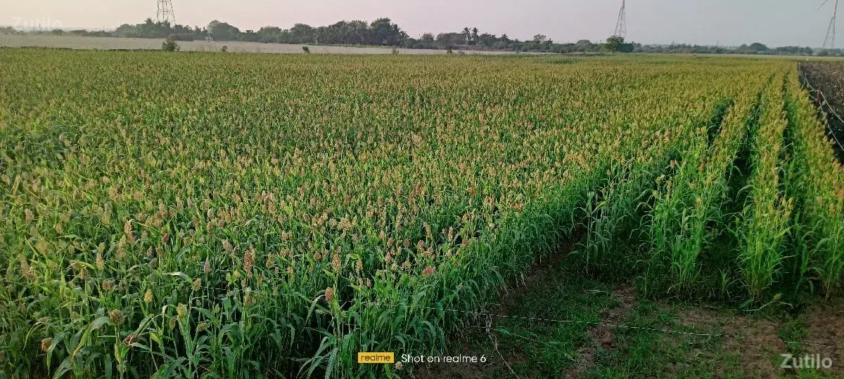 જમીન વેચવાની છે - Land & Plots - Bhanvad - Image 3