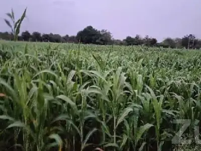 Fertile Agricultural Land in Mendarda Fertile Agricultural Land in Mendarda
