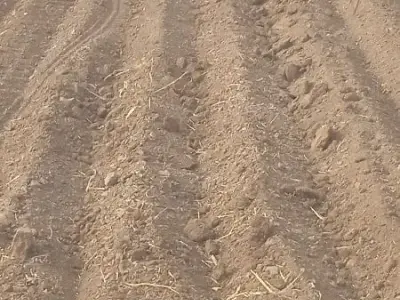 Fertile Agricultural Land in Visavadar