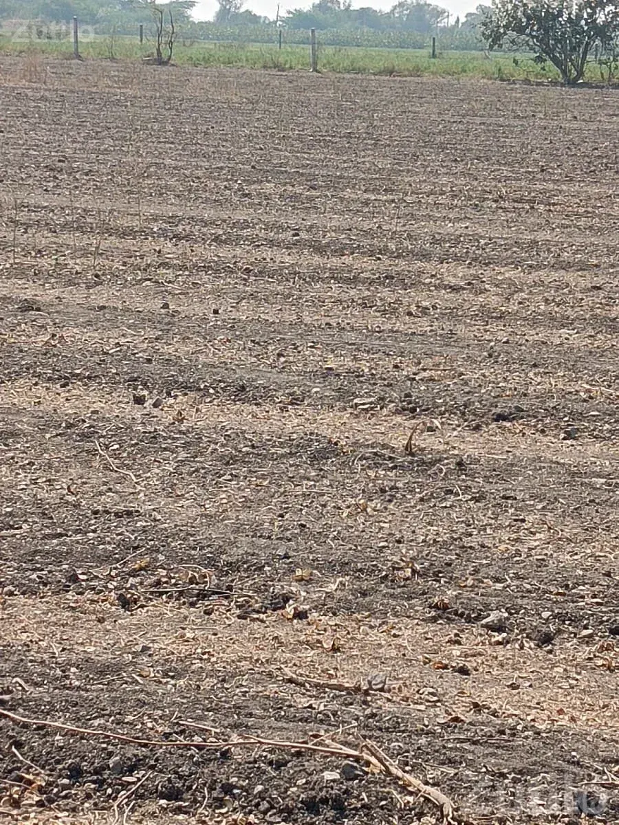 Agricultural Land for Sale in Khadiya - Land & Plots - Manavadar - Image 2