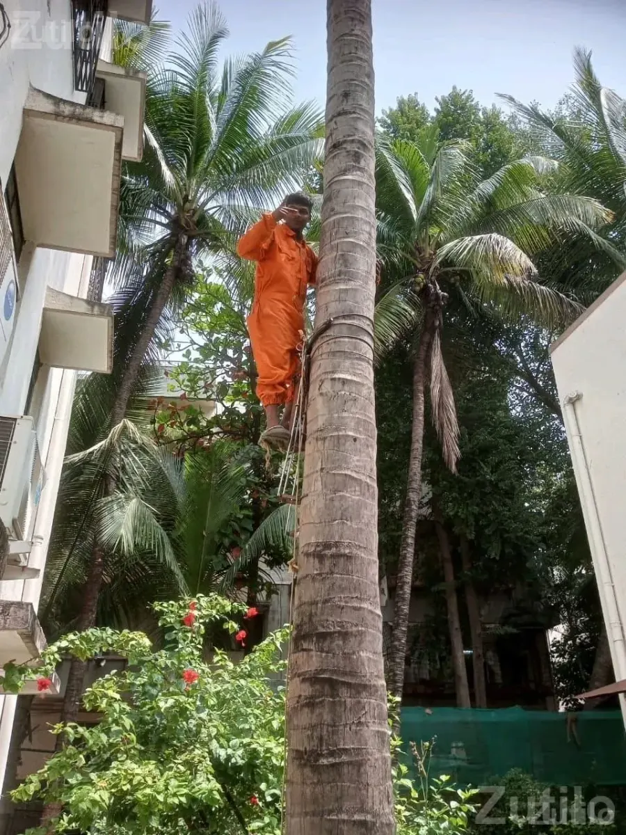 Coconut Tree Climbing and Cutting Service - Home Repair - Nadiad - Image 2