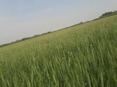 Fertile Agricultural Land in Jamjodhpur Fertile Agricultural Land in Jamjodhpur