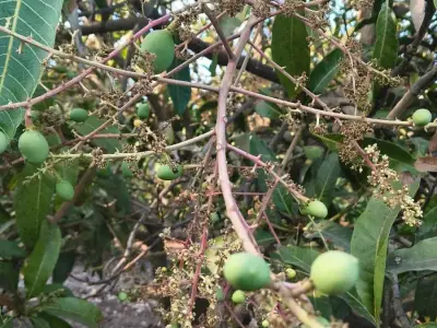 Mango Orchard Lease 15 Vigha, 250 Trees Mango Orchard Lease 15 Vigha, 250 Trees