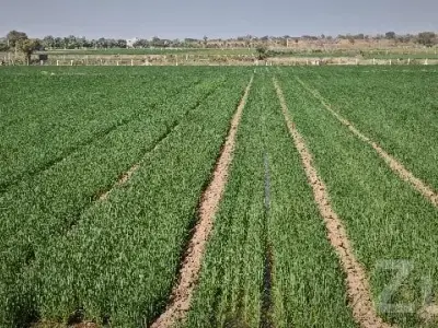 Fertile Agricultural Land for Sale Rajkot Fertile Agricultural Land for Sale Rajkot