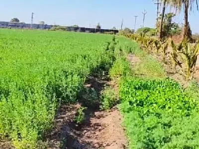 Green Farmhouse Plot Land for Sale Green Farmhouse Plot Land for Sale