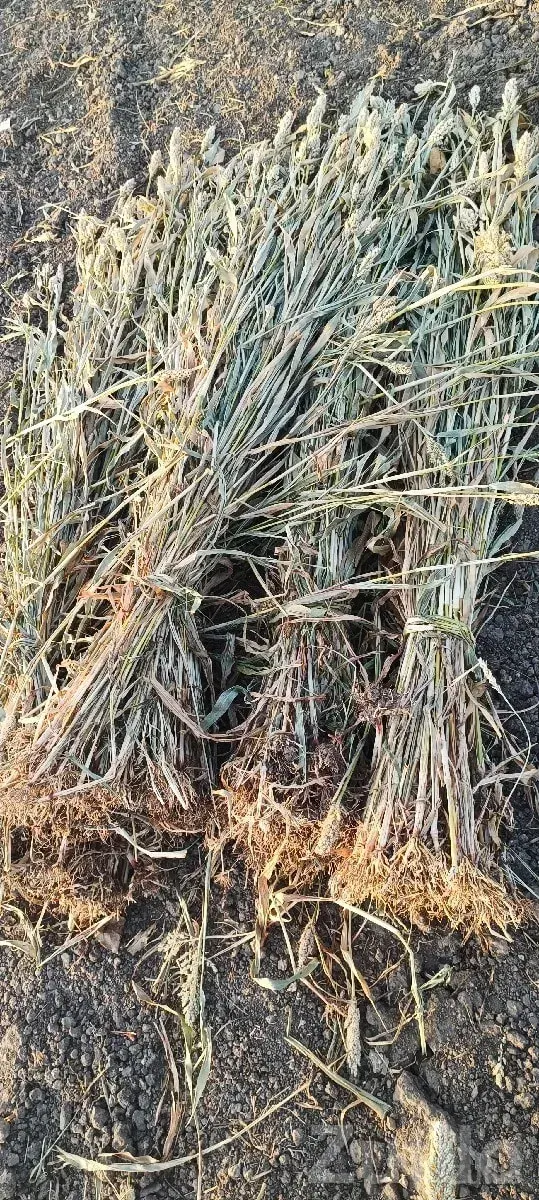 Fresh Jowar Fodder Bundles for Sale - Seeds & Fertilizers - Chhaya - Image 2
