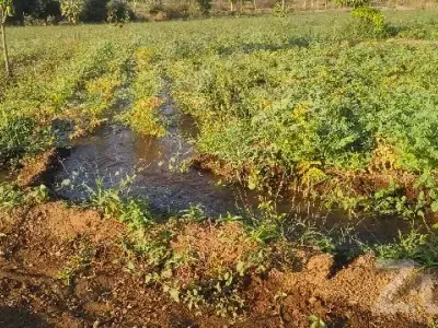 Bhavnagar Highway Fertile Agriculture Land Bhavnagar Highway Fertile Agriculture Land