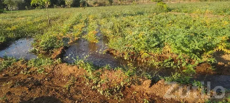 Bhavnagar Highway Fertile Agriculture Land - જમીન અને પ્લોટ - તલાલા - Image 1