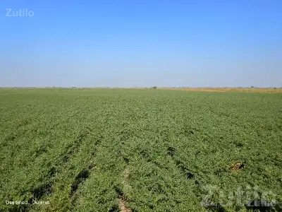 Fertile Agricultural Land in Mangrol Fertile Agricultural Land in Mangrol
