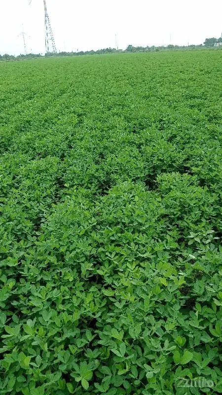 કુછડી રૉડ ટશ જમીન વૅશવાની શૅ 26વીધા - Land & Plots - Vadodara City - Image 2