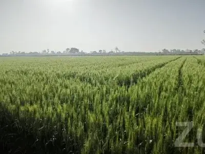 Fertile Agricultural Land for Sale Fertile Agricultural Land for Sale