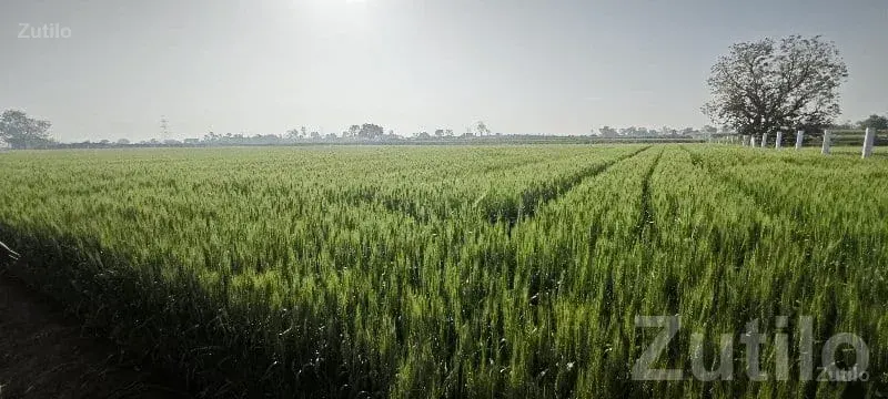 Fertile Agricultural Land for Sale - જમીન અને પ્લોટ - બાબરા - Image 1