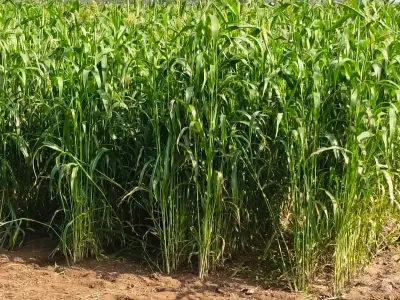 5 Vigha Agricultural Land for Sale 5 Vigha Agricultural Land for Sale