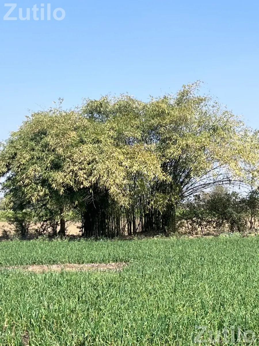 Lila vash vechvana che - વિવિધ - રાજકોટ શહેર - Image 2