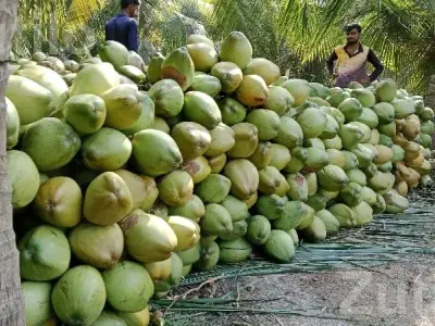 Coconut Orchard for Yearly Lease
