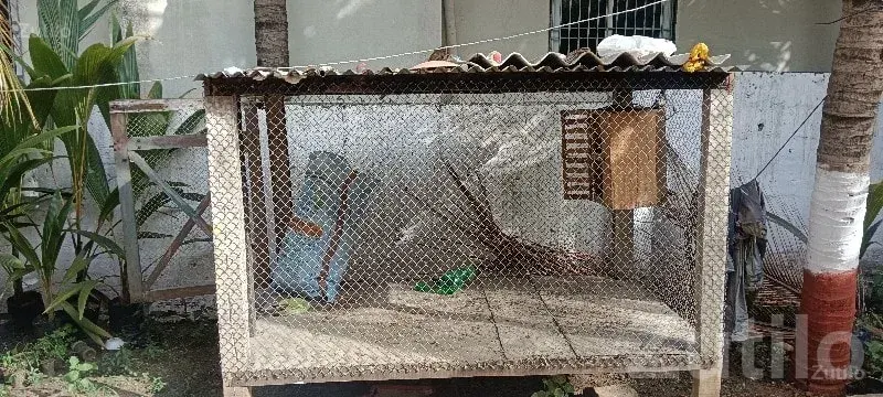 Wooden Wire Mesh Animal Cage for Sale - Miscellaneous - Mangrol - Image 3