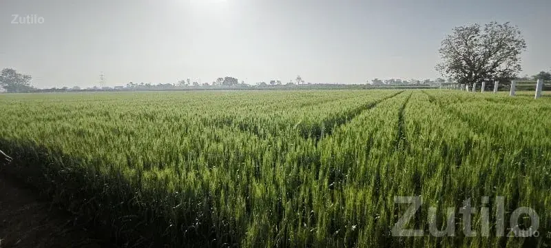 Gated Open Land Plot in Rajkot - Land & Plots - Rajkot City - Image 2