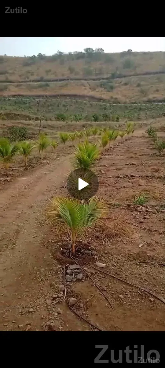 46 Vigha Fenced Bagicho Land in Dhari - જમીન અને પ્લોટ - ધારી - Image 2