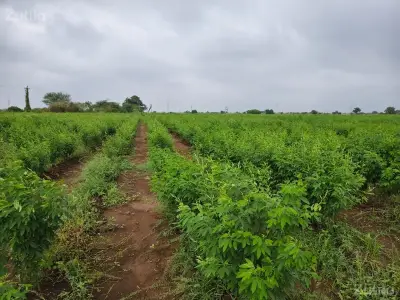 25 વિઘા ખેતી ની જમીન વેચવાની છે 25 વિઘા ખેતી ની જમીન વેચવાની છે