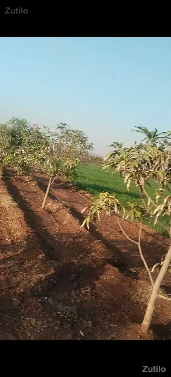 બગીચા વાળી જમીન વેચવા ની છે - Land & Plots - Bodeli - Image 2