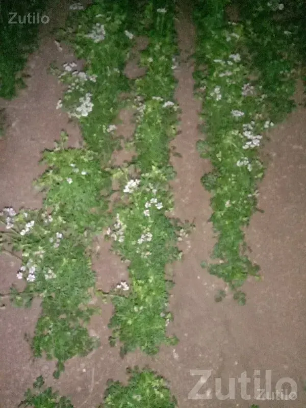 Irrigated Fertile Agricultural Plot - જમીન અને પ્લોટ - ભાણવડ - Image 1