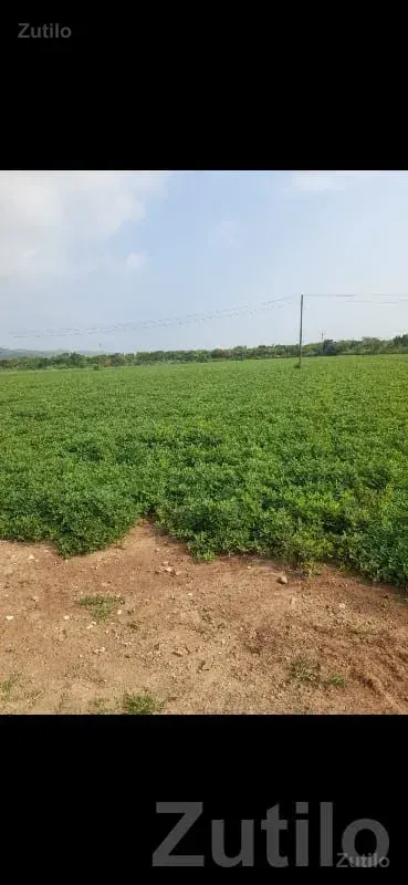 50 Vigha Fertile Green Farmland Plot Sale - Land & Plots - Kalyanpur - Image 2