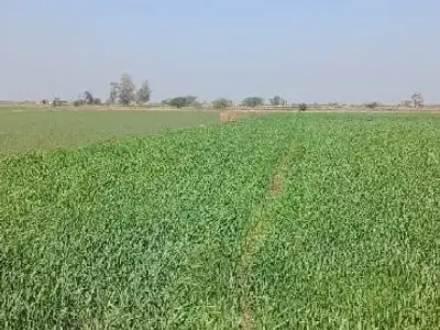 Fertile Farm Land for Sale in Kutiyana Fertile Farm Land for Sale in Kutiyana