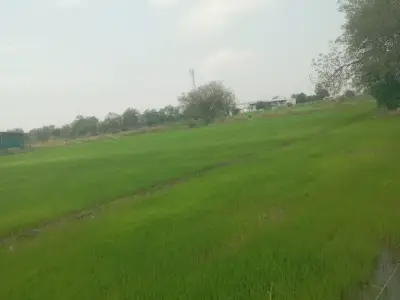 Rice Planting Labour Service Available Rice Planting Labour Service Available