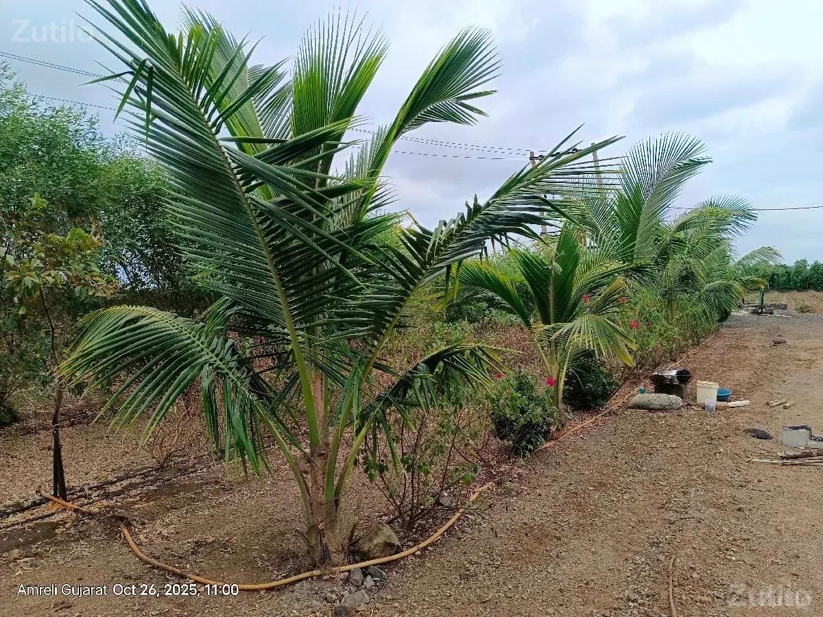 વેચવા - Land & Plots - Kunkavav - Image 2