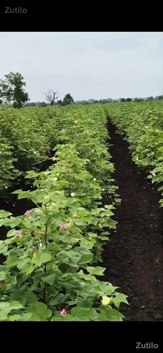 નવ લાખ નો વીઘો - Land & Plots - Kunkavav - Image 1