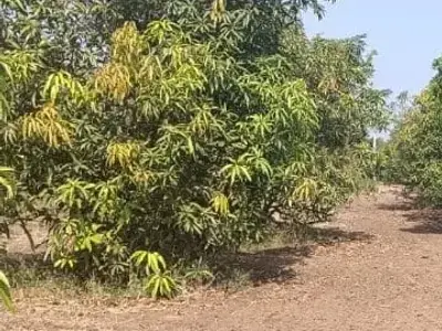Dhari 20 Vigha Mango Farmland Plot Dhari 20 Vigha Mango Farmland Plot