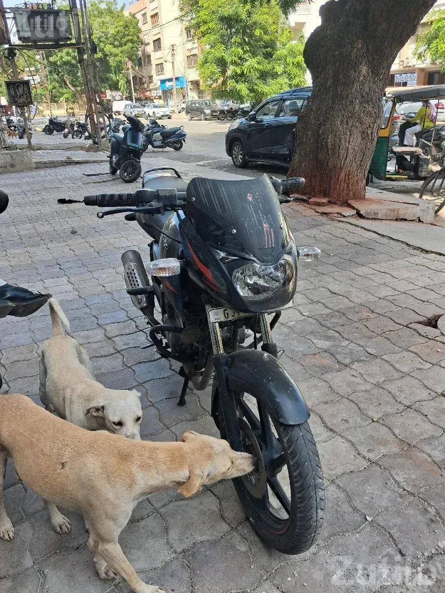 2019 Bajaj Pulsar 150 Self Start Bike - બાઇક્સ - જામનગર શહેર - Image 3